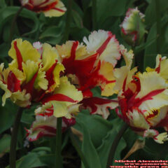 tulipany (22)